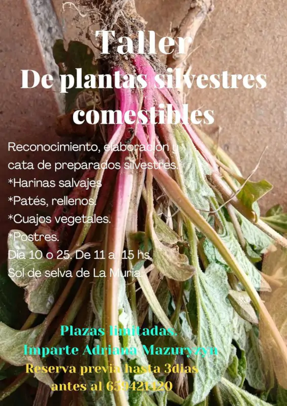 Taller de plantas silvestres comestibles | enBenas.com