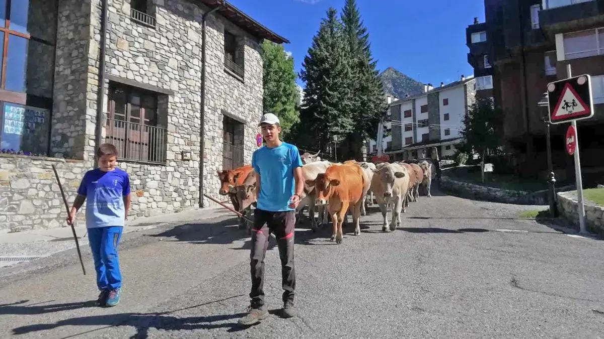 Nuevo traslado de ganado en el cruce de Cerler | enBenas.com