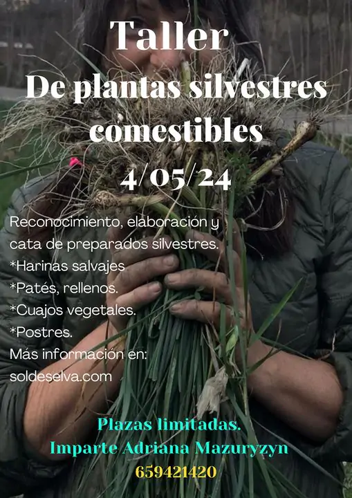 Taller de plantas silvestres comestibles (II) | enBenas.com